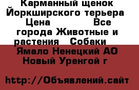 Карманный щенок Йоркширского терьера › Цена ­ 30 000 - Все города Животные и растения » Собаки   . Ямало-Ненецкий АО,Новый Уренгой г.
